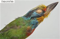 五色鳥藏品圖，第8張